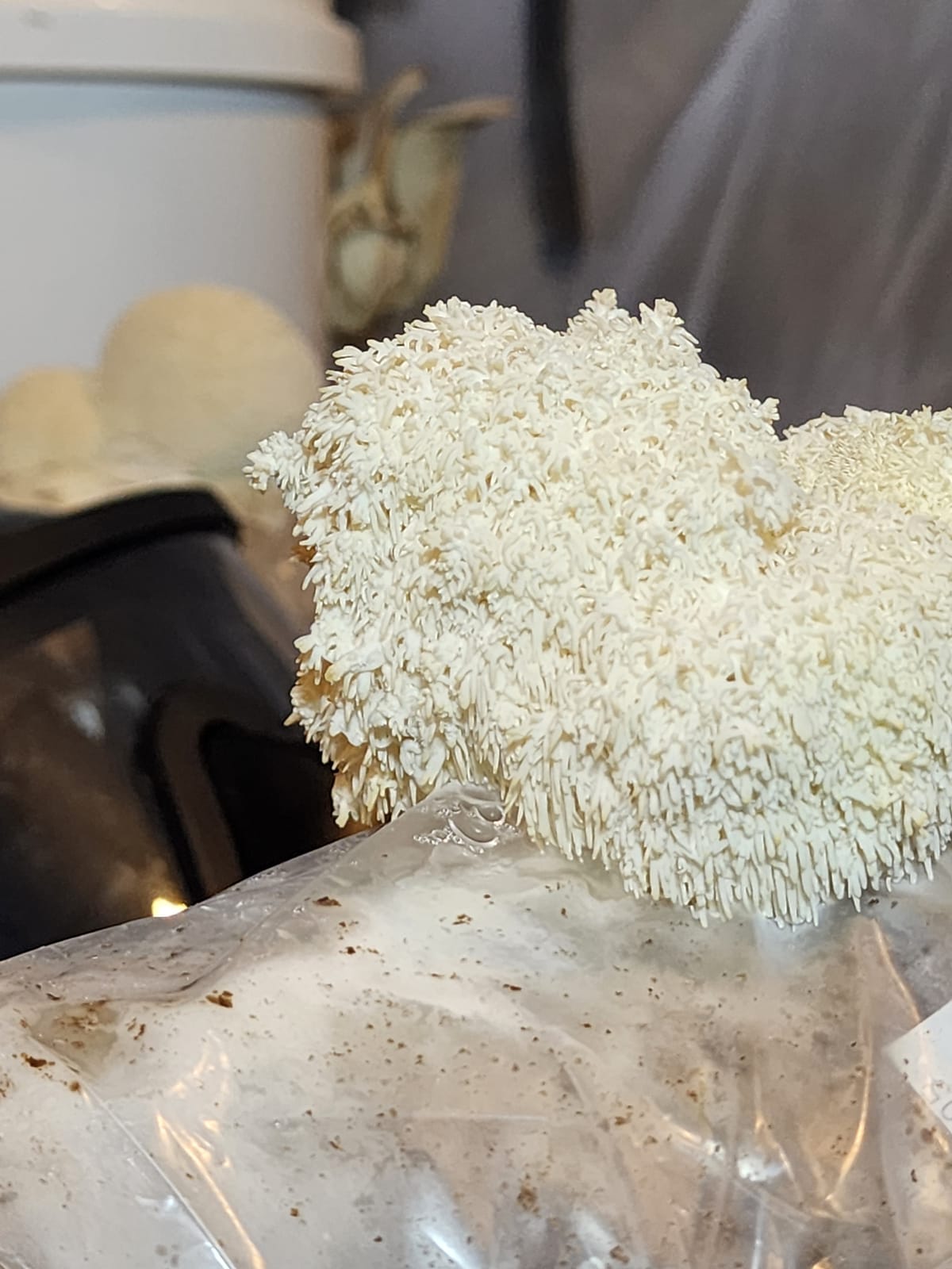 Lion's Mane mushroom, Hericium erinaceus, fruiting on a grow block in our facility