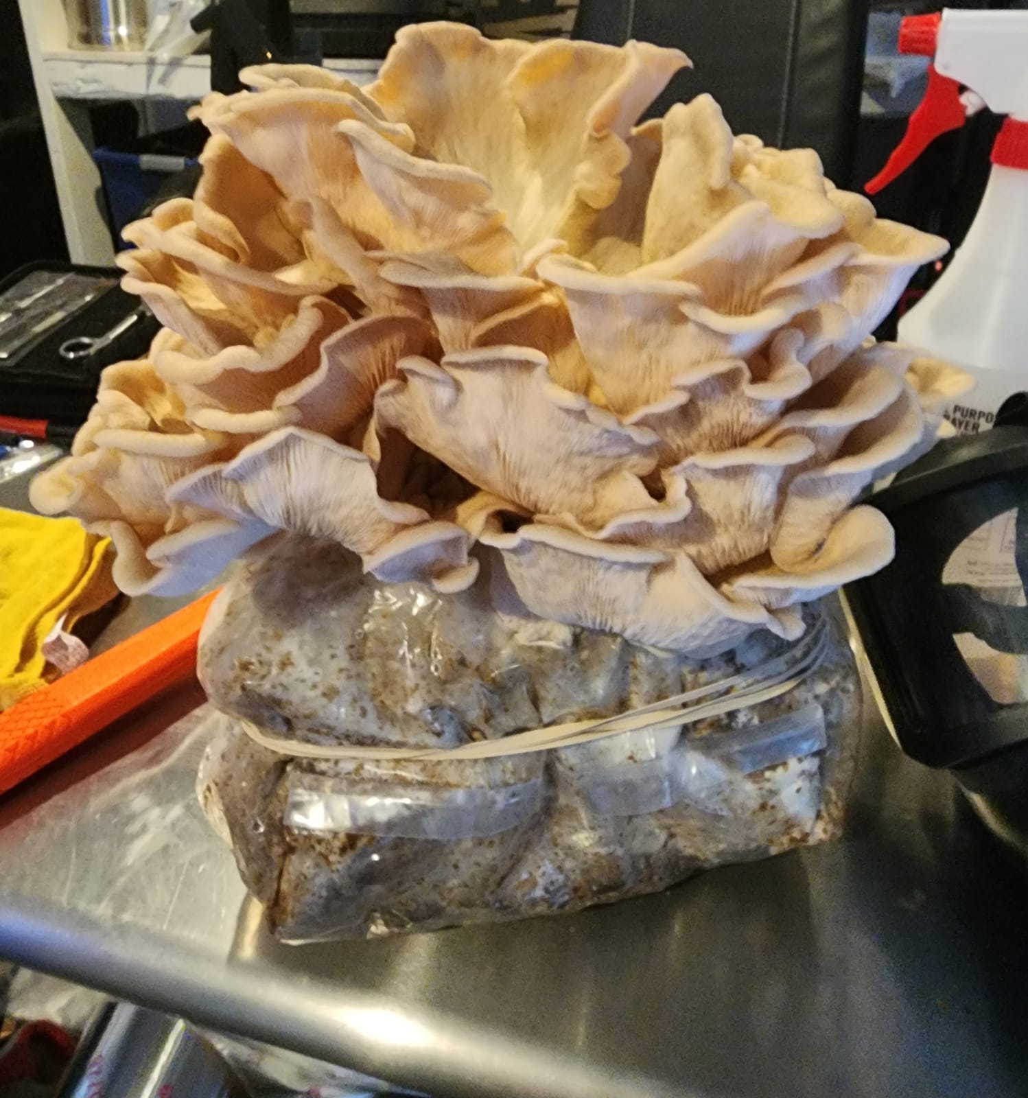 Pink Oyster Fruiting Block (Pleurotus djamor), 5 lb from Hoplite Farm